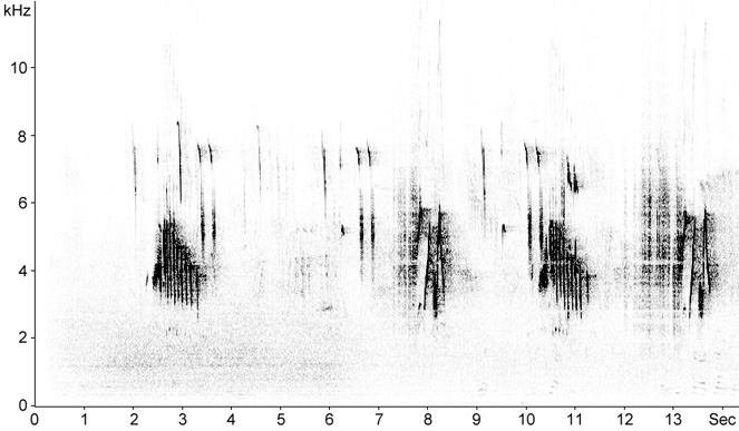 Sonogram of Black Redstart song