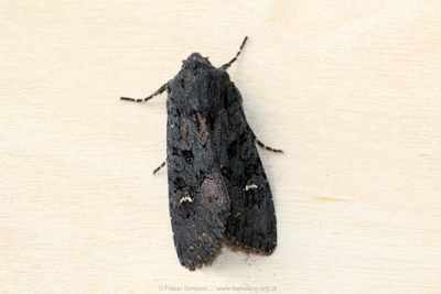 Black Rustic (Aporophyla nigra)  Fraser Simpson
