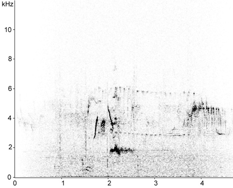 Sonogram of Black Stork call