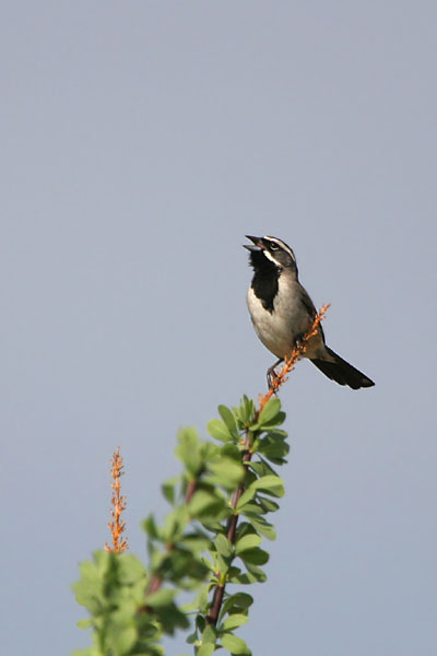 Black-throated Sparrow ©2006 Fraser Simpson