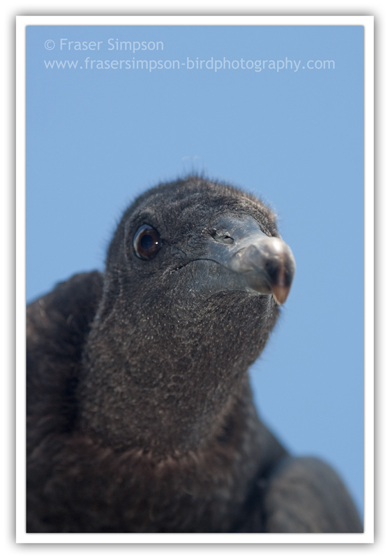 Black Vulture  (Coragyps atratus)  2010 Fraser Simpson