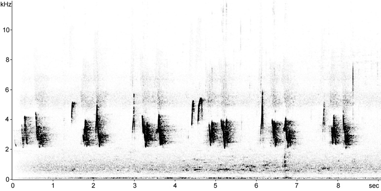 Sonogram of Black-whiskered Vireo song