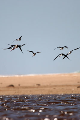 Black-winged Stilt 2006 Fraser Simpson