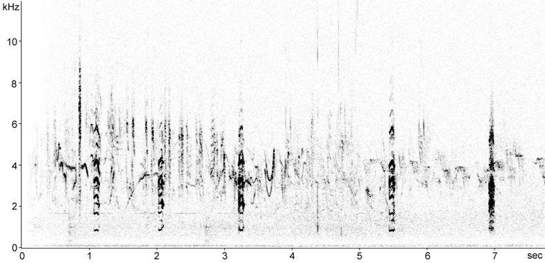 Sonogram of Black-winged Stilt calls in flight