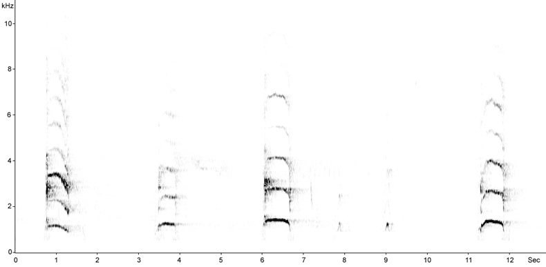 Sonogram of Black Woodpecker, Dryocopus martius  2009 Fraser Simpson