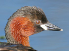 Little Grebe
