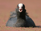 Coot