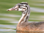 Great Crested Grebe
