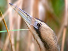 Bittern