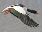 Shelduck