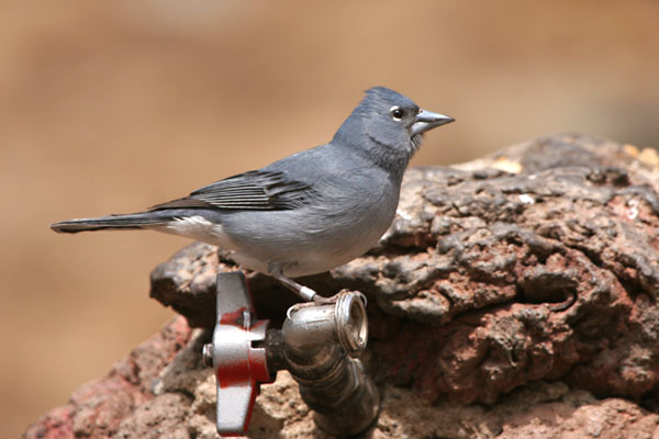 Blue Chaffinch  Fringilla teydea teydea 2006 Fraser Simpson