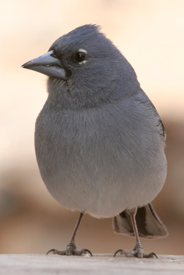 Blue Chaffinch  Fringilla teydea 2006 Fraser Simpson