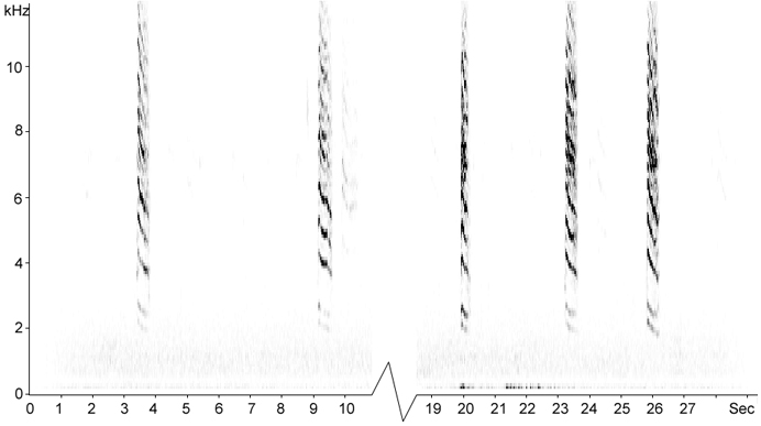 Call of Blue-gray Gnatcatcher