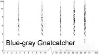 Blue-gray Gnatcatcher  (Polioptila caerulea) sonogram  Fraser Simpson