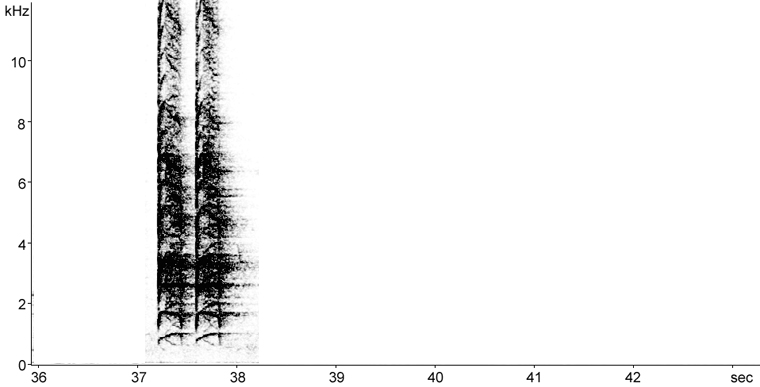 Sonogram of Blue Jay calls