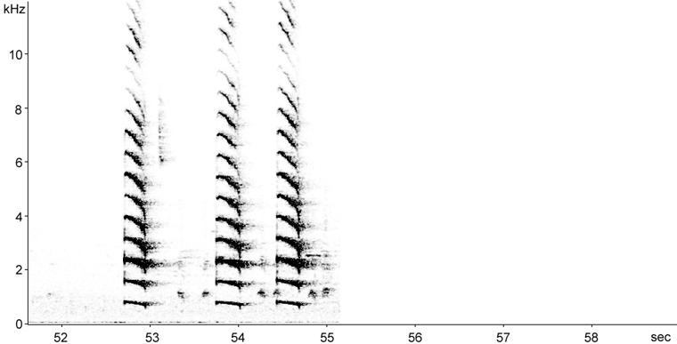 Sonogram of Blue Jay calls