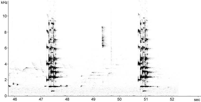 Sonogram of Blue Jay calls