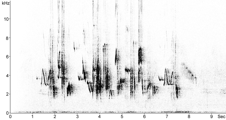 Sonogram of Blue Rock Thrush song