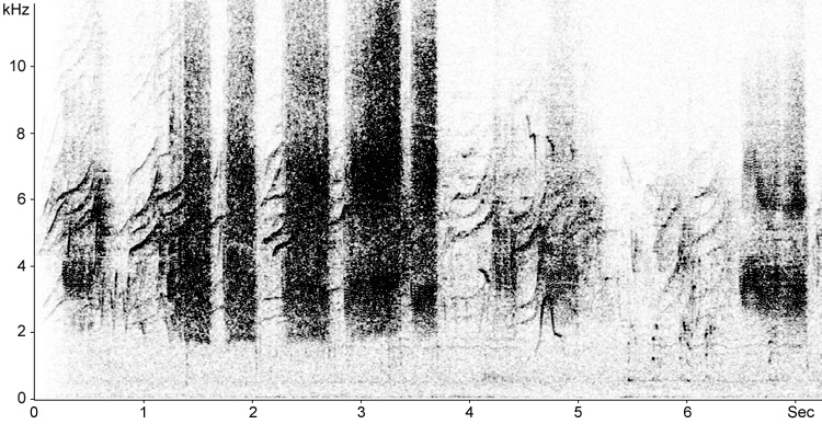 Sonogram of Blue Rock Thrush begging calls