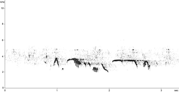 Sonogram of Blue Rock Thrush song