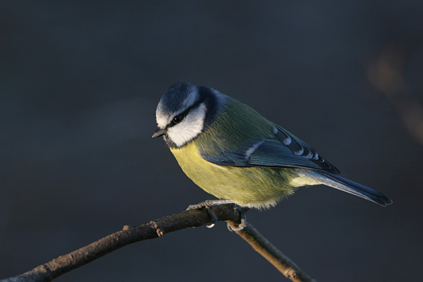 Blue Tit 2005 Fraser Simpson