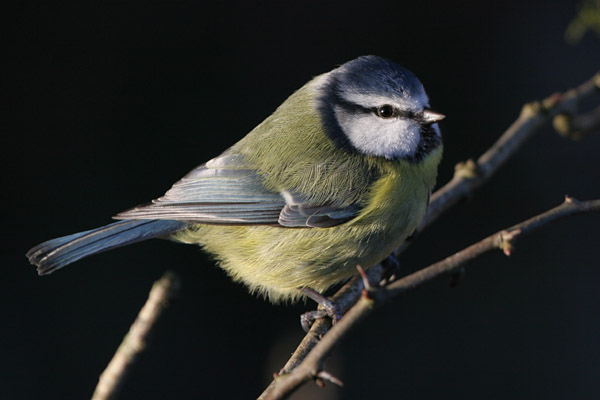 Blue Tit 2005 Fraser Simpson