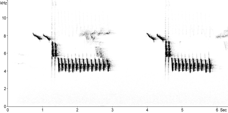 Sonogram of Blue Tit song