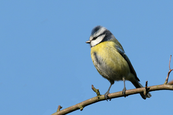 Blue Tit �2006 Fraser Simpson