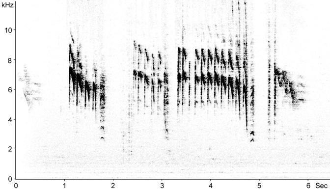 Sonogram of Blue Tit begging calls