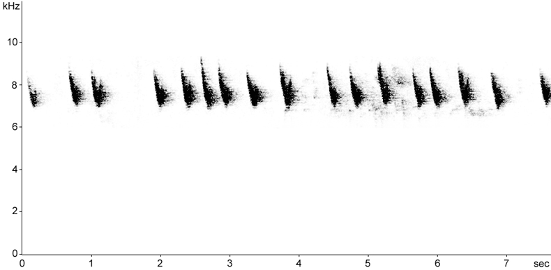 Sonogram of Blue Tit calls