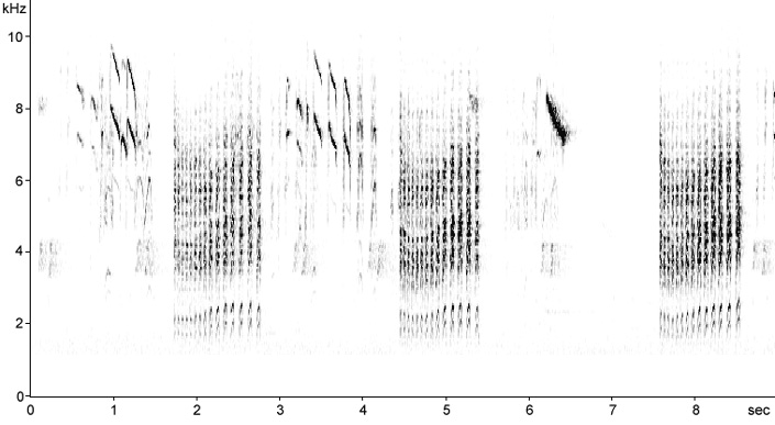 Sonogram of Blue Tit calls