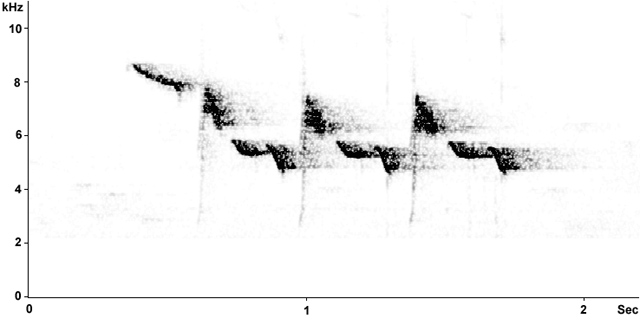 Sonogram of Blue Tit song