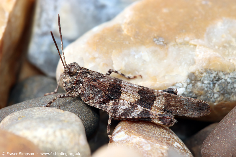 Blue-winged Grasshopper (Oedipoda caerulescens) � Fraser Simpson