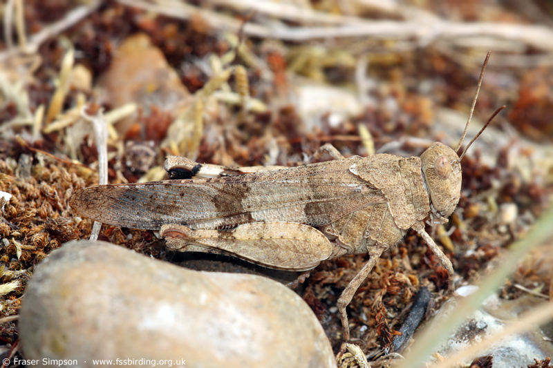 Blue-winged Grasshopper (Oedipoda caerulescens) � Fraser Simpson