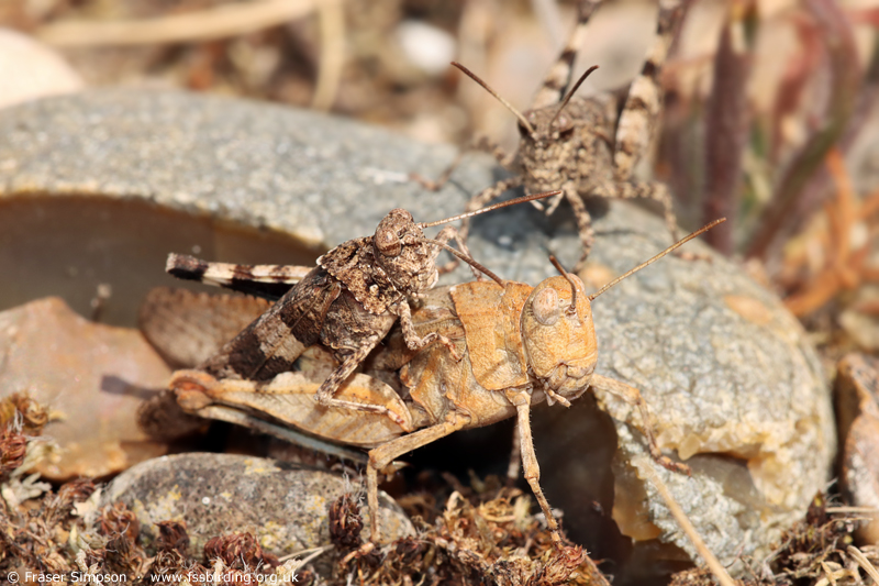 Blue-winged Grasshopper (Oedipoda caerulescens) � Fraser Simpson