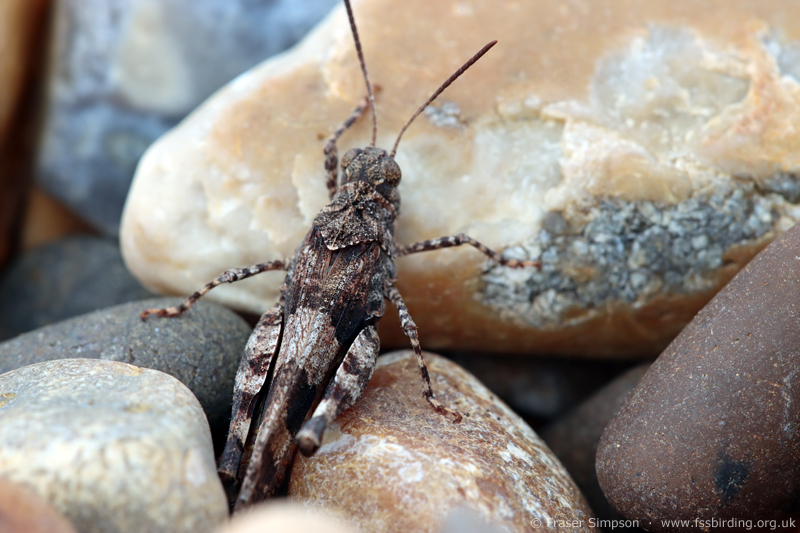 Blue-winged Grasshopper (Oedipoda caerulescens) � Fraser Simpson