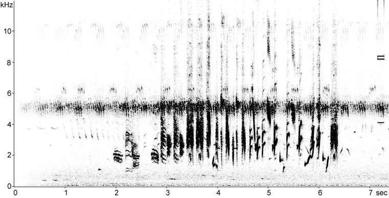 Sonogram of Bobolink perched song