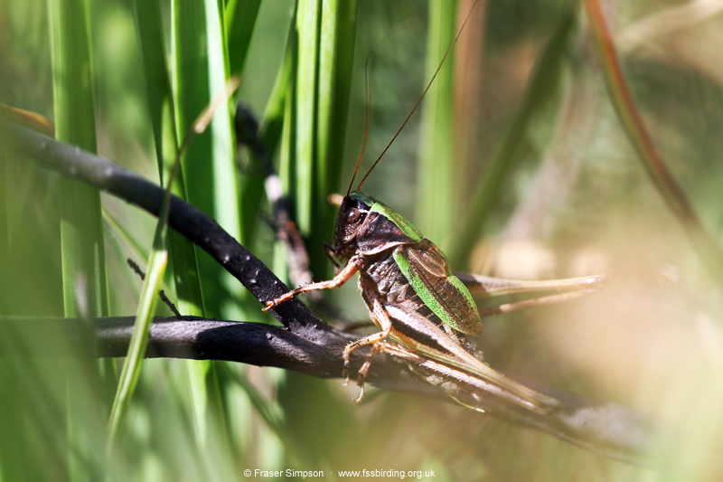 Bog Bush-cricket (Metrioptera brachyptera)  Fraser Simpson