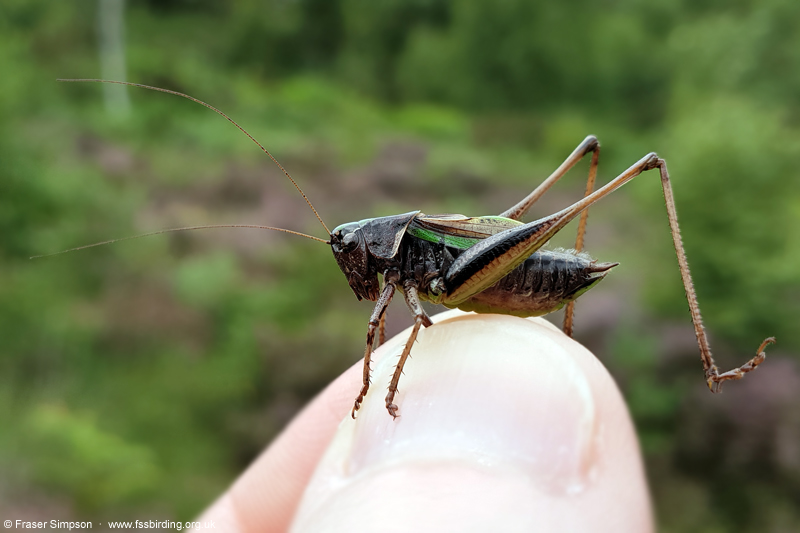 Bog Bush-cricket (Metrioptera brachyptera)  Fraser Simpson