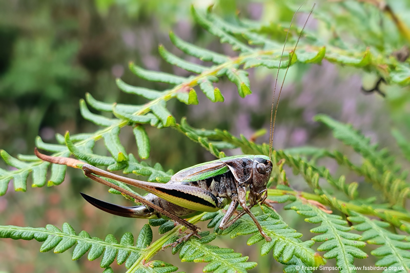 Bog Bush-cricket (Metrioptera brachyptera)  Fraser Simpson