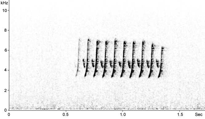 Sonogram of Western Bonelli's Warbler, Phylloscopus bonelli© 2009 Fraser Simpson