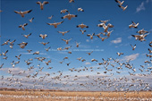 Snow & Ross's Geese. Bosque del Apache