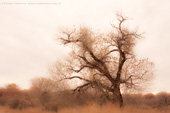 Cottonwood Tree