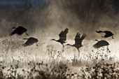 Cranes in the Mist