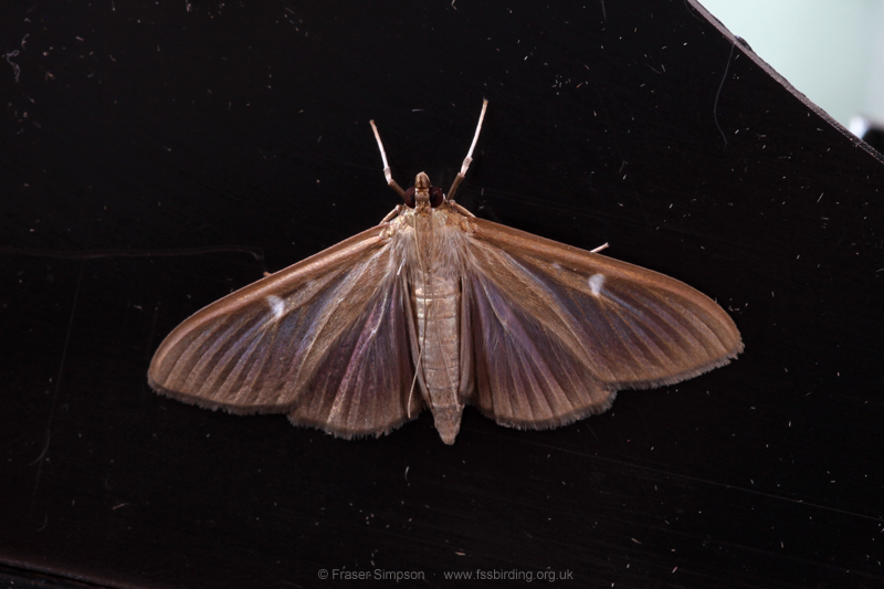 Box-tree Moth (Cydalima perspectalis)  Fraser Simpson