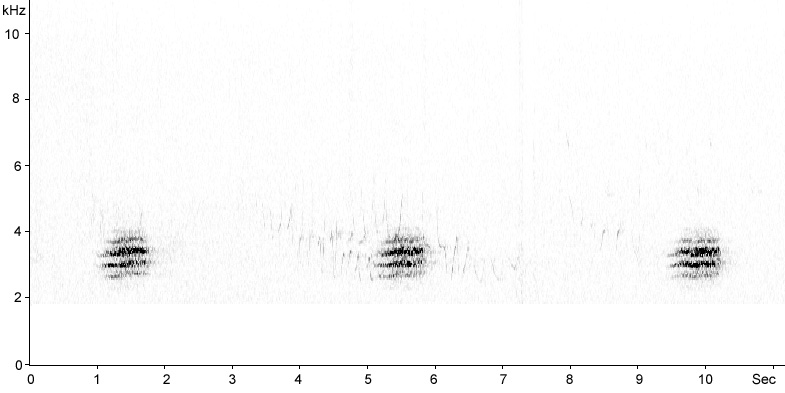 Sonogram of Brambling song