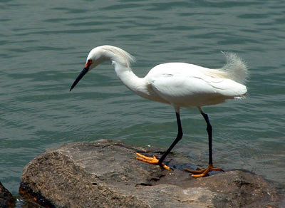 Snowy Egret (Egretta thula)