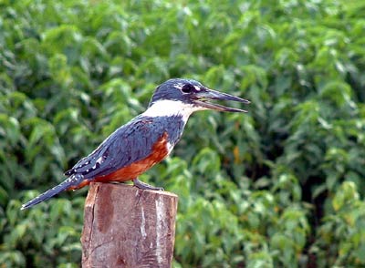 Ringed Kingfisher (Ceryle torquata)
