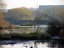 Northen Marsh, Brent Reservoir 2005 Fraser Simpson