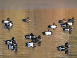 Tufted Ducks, Brent Res 2005 Fraser Simpson